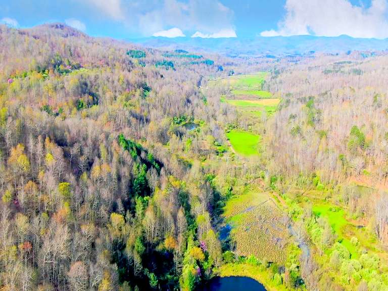 Cane Creek Valley Albert Burney Bid