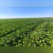 Crop Land Near Carpenter, SD Land Auction - 160 Acres