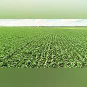 Prime Minnehaha Co. Crop Land for Rent - 754.2 Acres