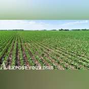 SD Land Auction - Grade-A Prime Dirt
