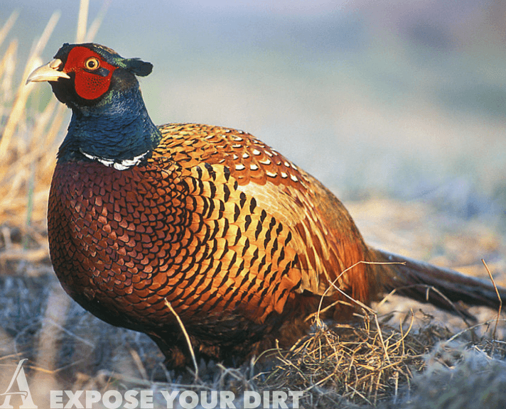 Pheasant Mount on Driftwood