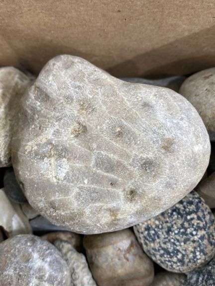 Cool Rocks Used Box of cool rocks, Petoskey stones, etc. 3b - Lil Dusty Online Auctions ...