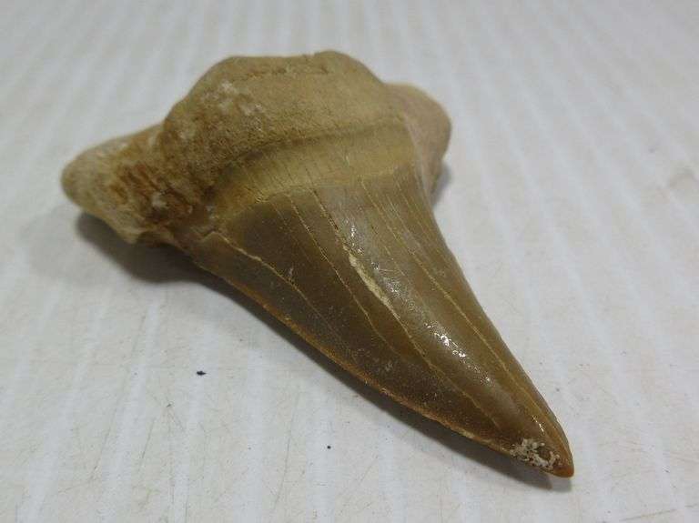 Large Fossilized Shark Tooth from Otodus Obliquus an Extinct Mackerel