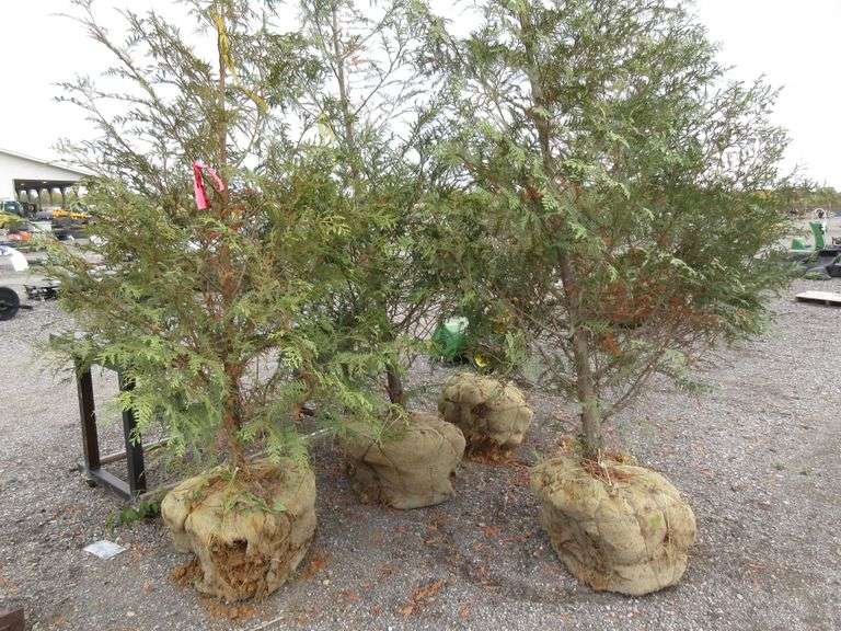 (4) Green Giant arborvitae trees, balled and burlapped, approx. 7'H