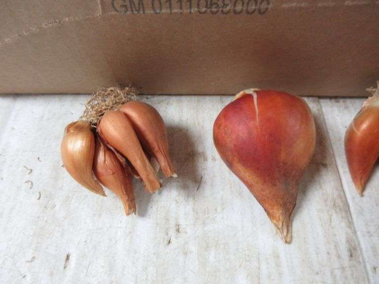 Over (50) Tulip bulb clusters from the fall of 2021, first planting