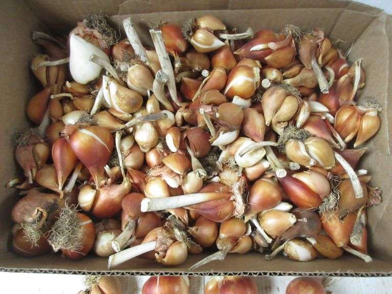 Over (50) Tulip bulb clusters from the fall of 2021, first planting