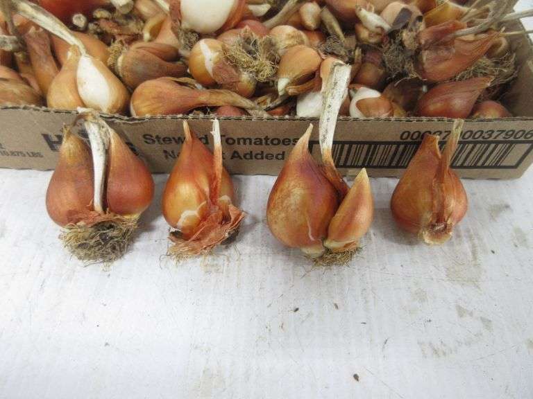 Over (50) tulip bulb clusters from fall 2021 first planting, have had
