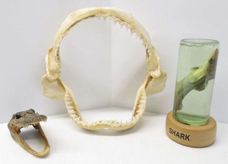 Shark mouth, 11"W; Shark in bottle; Alligator head Albrecht Auction