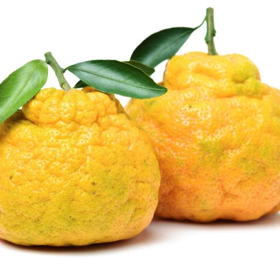 Ugli fruit Example text Example text