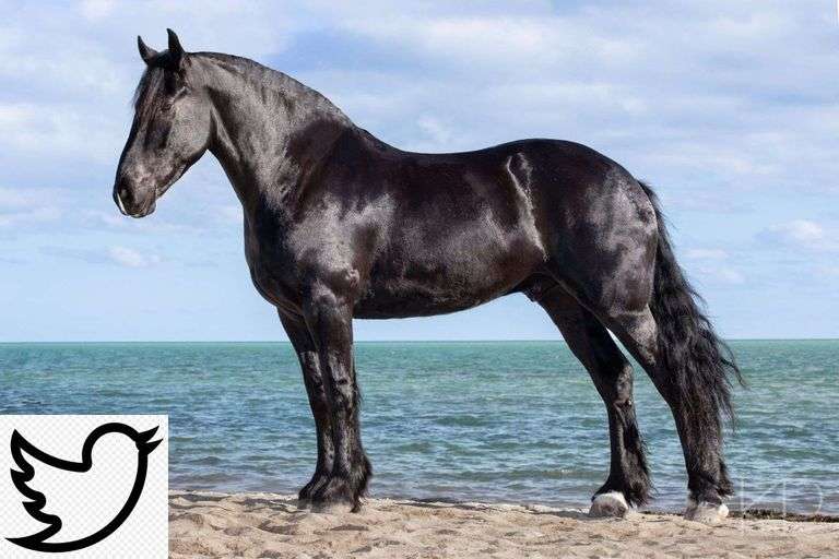Black Beauty