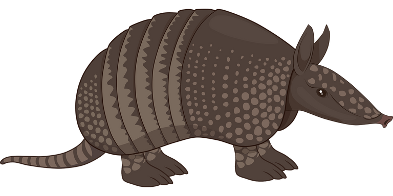 Armadillo