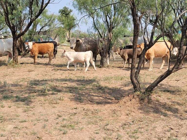 John Haynie Estate Cattle Farm & Ranch Auction