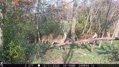 Jefferson County IL 160+- Acres / 2 Tracts / Cropland Hunting Solar Lease / 2985A
