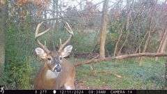 Jefferson County IL 160+- Acres / 2 Tracts / Cropland Hunting Solar Lease / 2985A