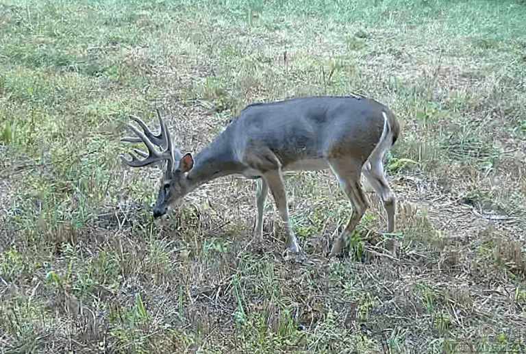 Pope County IL 140 Acres / 2 Tracts / Hunting / CRP Income / 2969A