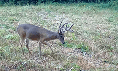 Pope County IL 140 Acres / 2 Tracts / Hunting / CRP Income / 2969A