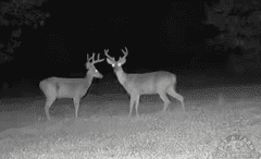 Pope County IL 140 Acres / 2 Tracts / Hunting / CRP Income / 2969A