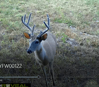 Pope County IL 140 Acres / 2 Tracts / Hunting / CRP Income / 2969A