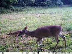 Franklin County IL 65.65+- Acres / Hunting / Tillable / 2996A
