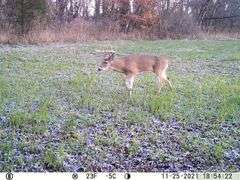 Franklin County IL 65.65+- Acres / Hunting / Tillable / 2996A