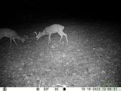 Franklin County IL 65.65+- Acres / Hunting / Tillable / 2996A