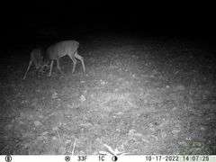 Franklin County IL 65.65+- Acres / Hunting / Tillable / 2996A