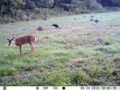 Franklin County IL 65.65+- Acres / Hunting / Tillable / 2996A