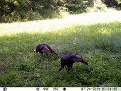 Franklin County IL 65.65+- Acres / Hunting / Tillable / 2996A