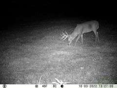 Franklin County IL 65.65+- Acres / Hunting / Tillable / 2996A