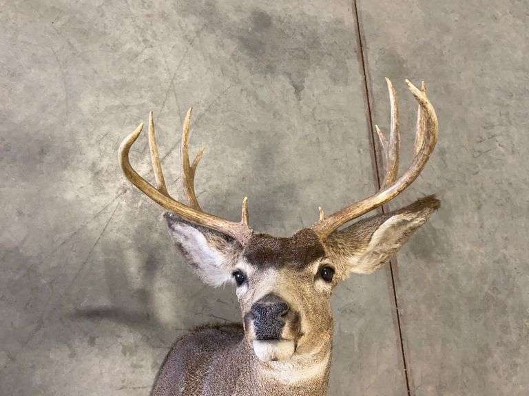 Mule Deer Taxidermy Shoulder Mount Booker Auction Company