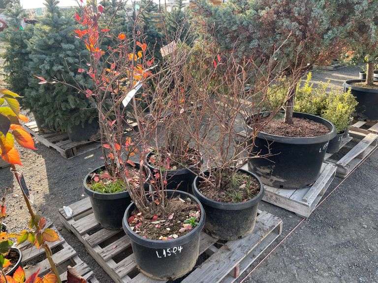 Certified Organic Liberty Blueberry plants Booker Auction Company