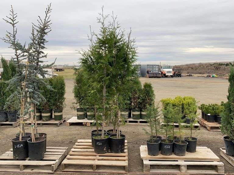Western Red Cedar tree Booker Auction Company