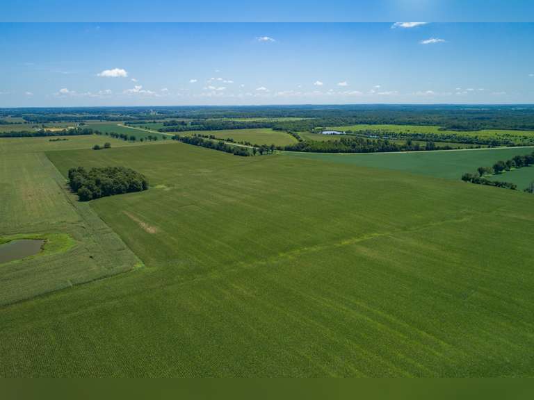 250 +/ ACRES ALONG COILTOWN RD NEBO, KY Bolinger Real Estate & Auction