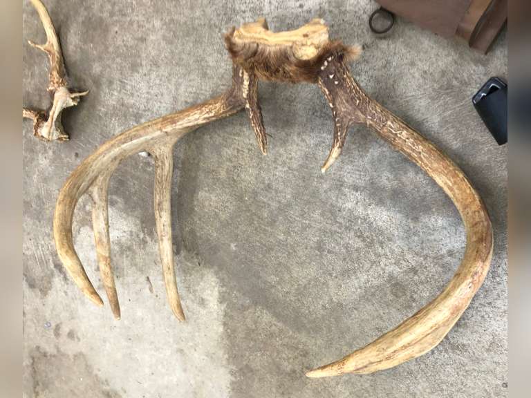 Wood gun rack, deer antlers, harness Bolinger Real Estate & Auction