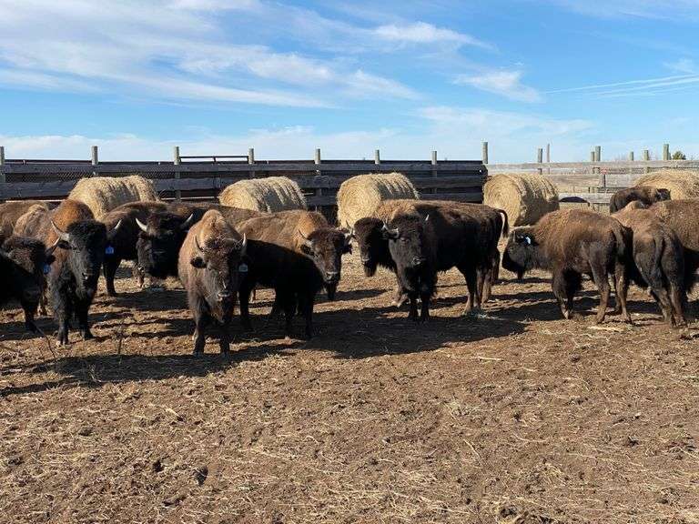 Yearling Bulls – 473-834#, Average weight 687 pounds