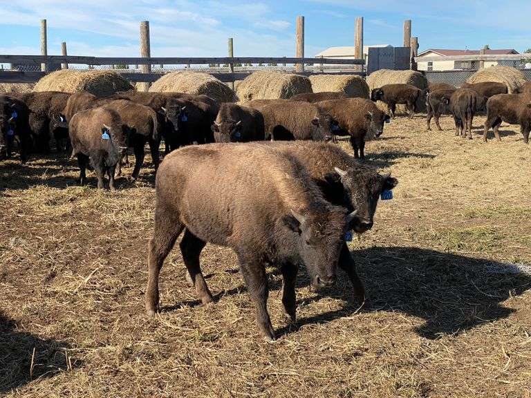 Heavy Bull Calves – 419-538#, Average weight 451 pounds