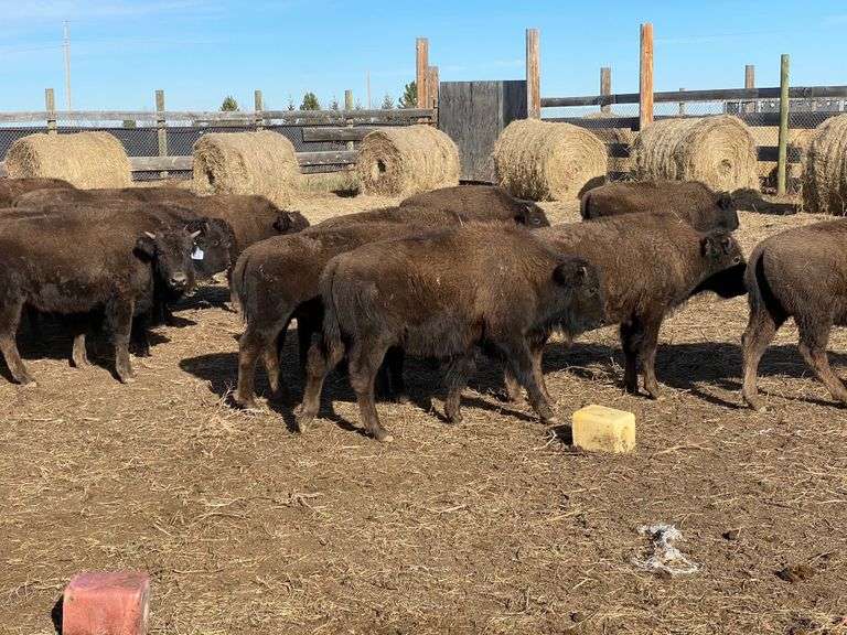 Medium Bull Calves – 293-407#, Average weight 361 pounds