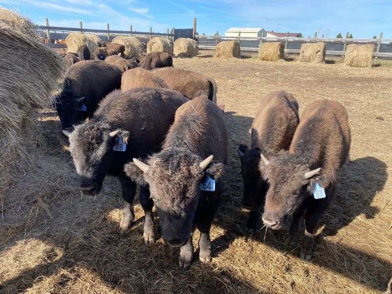 Medium Bull Calves – 293-407#, Average weight 361 pounds