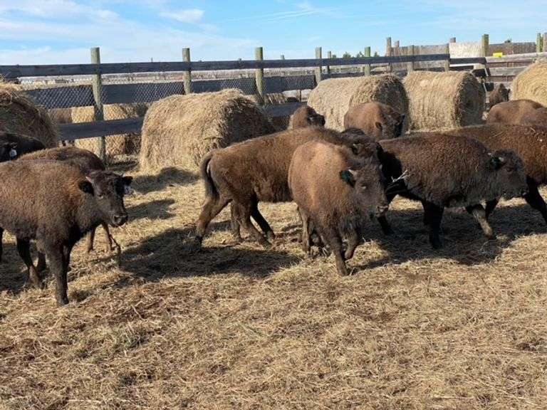 Medium Heifer Calves – 290-409#, Average weight 367 pounds