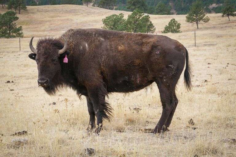 Tag 165 - 3 & 4YO Bred Cow - 1140#