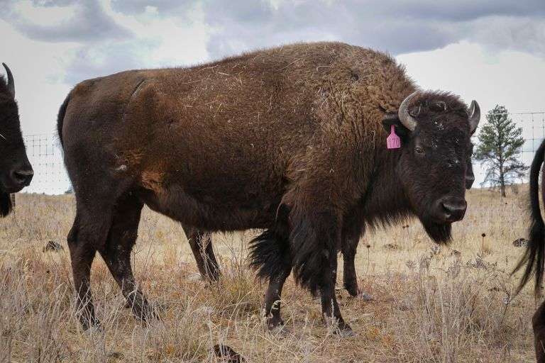 Tag 170 - 3 & 4YO Bred Cow - 1065#