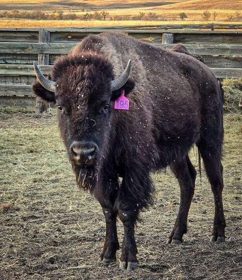 Tag 195 - 2YO Bred Heifer - 755#