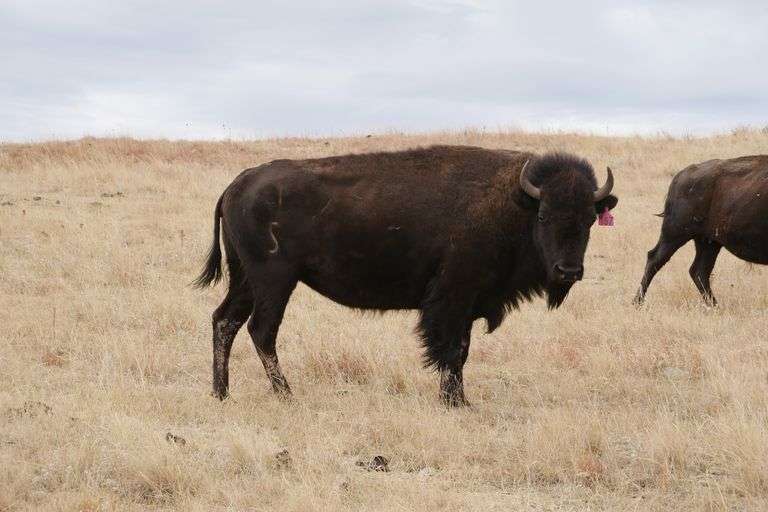 Tag 167 - 3 & 4YO Bred Cow - 920#