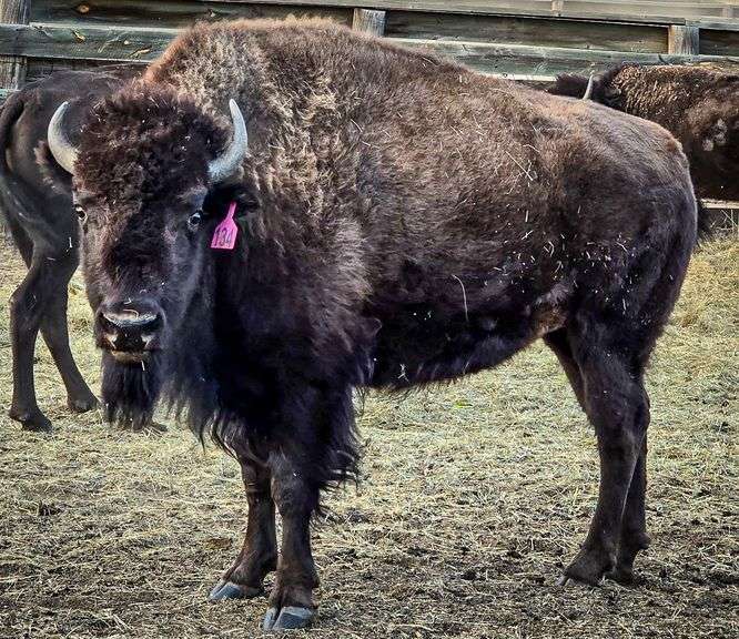 Tag 134 - 2YO Bred Heifer - 910#