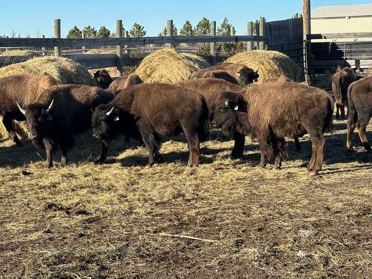 Yearling Bulls 575.43# Average weight