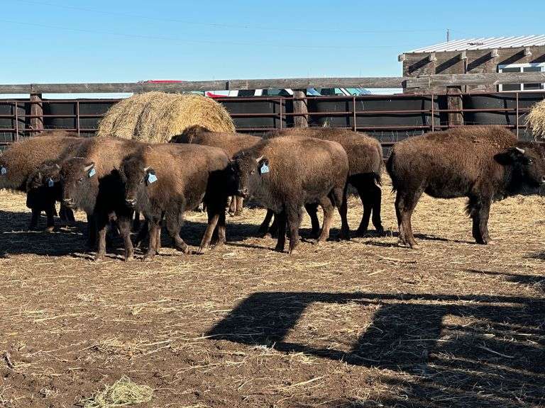 Heavy Bull Calves 438.85# average weight