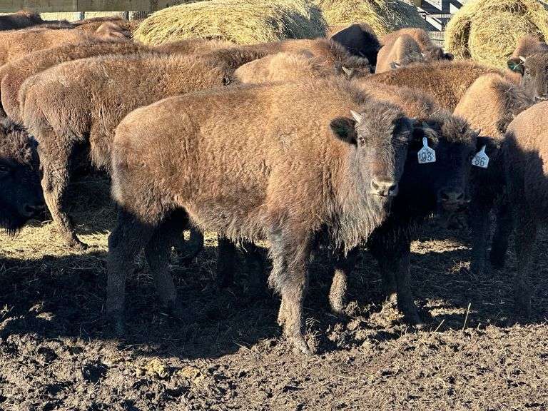 Heavy Heifer calves 421.49# Average