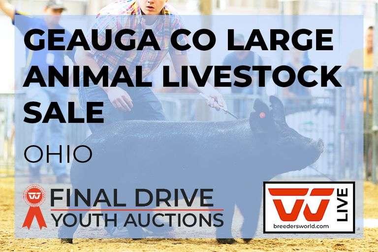 Geauga Co Large Animal Livestock Sale - Ohio
