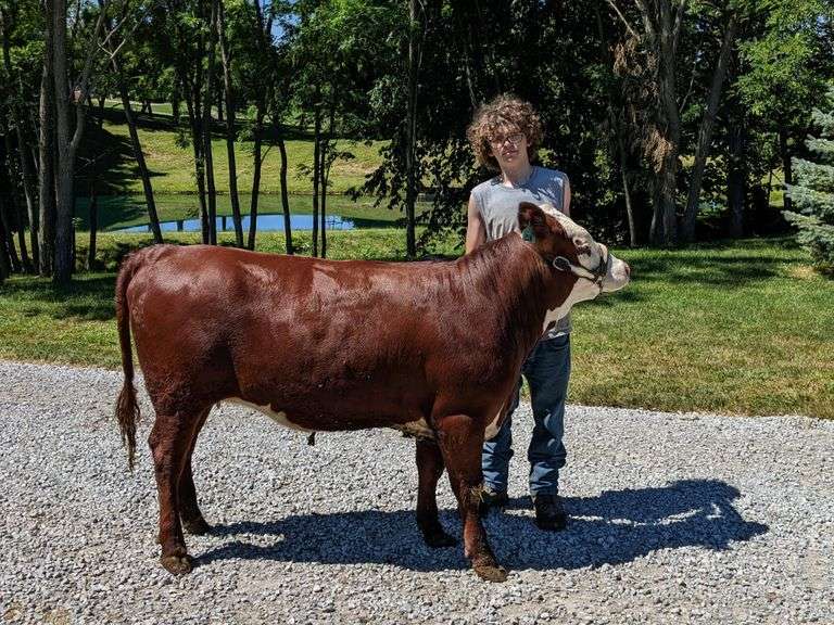 Phillip Lilly Rochester Winning Workers 4H Club Breeders World