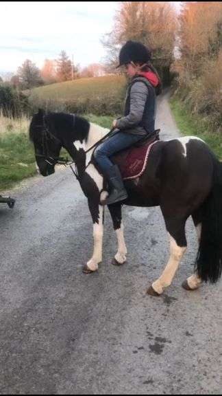 Barnaboy Sunny 4 Year Old Piebald Gelding 128cms